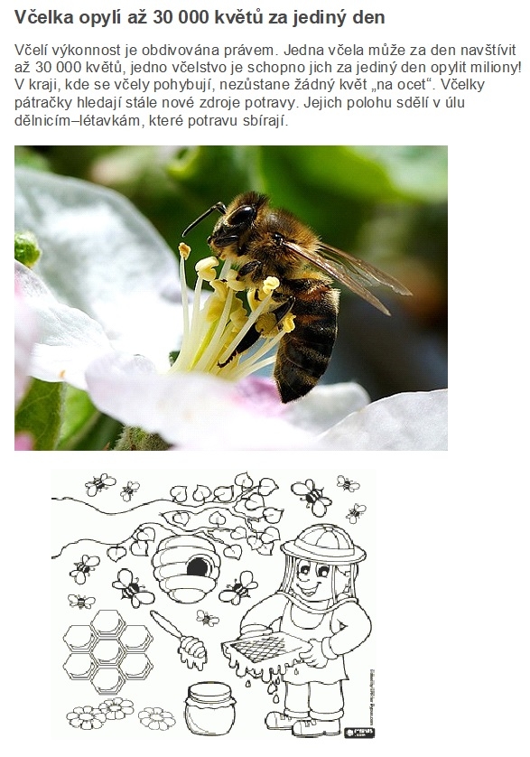 o včele sklenenka